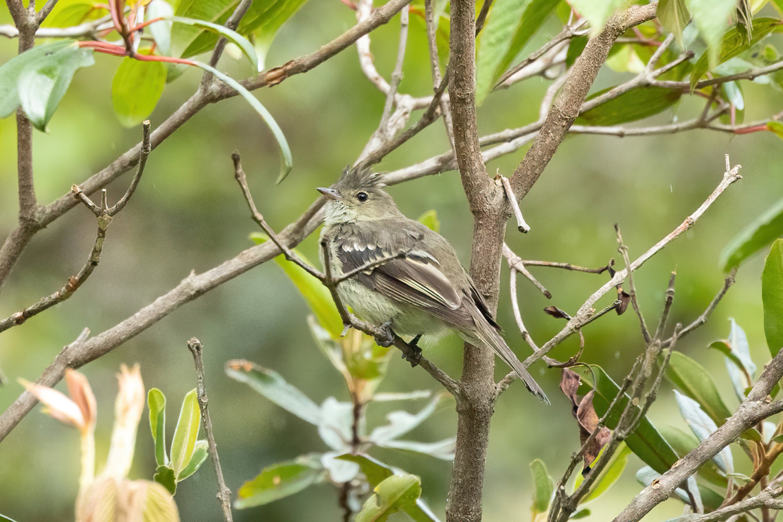 White-crested elaenia (Elaenia albiceps) Quillimbash, Cajamarca, Peru. Apr 27, 2022 Elaenia albiceps,Fall,Geotagged,Peru,White-crested elaenia