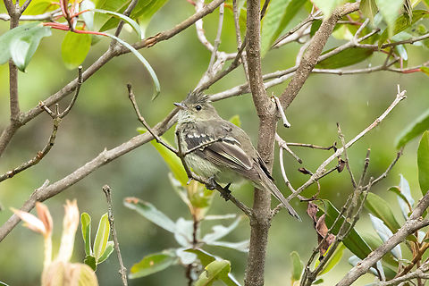 White-crested elaenia (Elaenia albiceps) Quillimbash, Cajamarca, Peru. Apr 27, 2022 Elaenia albiceps,Fall,Geotagged,Peru,White-crested elaenia