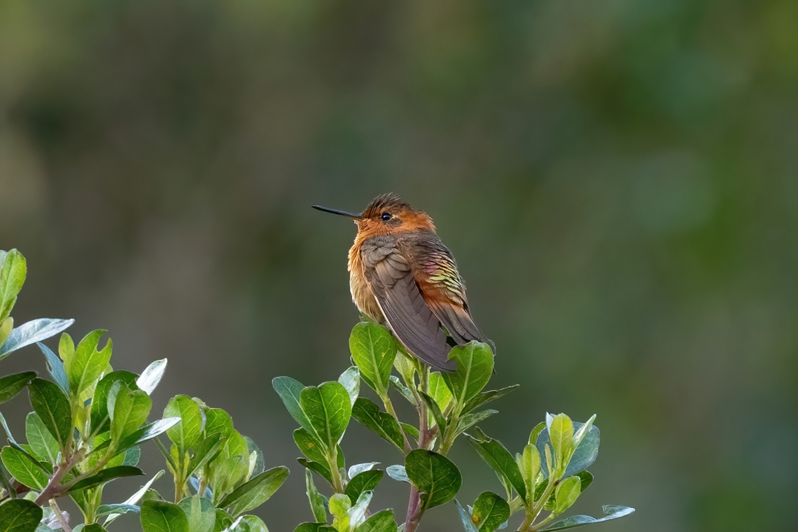 Shining sunbeam (Aglaeactis cupripennis) Quillimbash, Cajamarca, Peru. Apr 27, 2022 Aglaeactis cupripennis,Fall,Geotagged,Peru,Shining sunbeam
