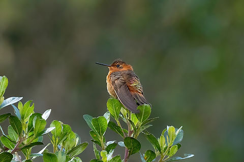 Shining sunbeam (Aglaeactis cupripennis) Quillimbash, Cajamarca, Peru. Apr 27, 2022 Aglaeactis cupripennis,Fall,Geotagged,Peru,Shining sunbeam