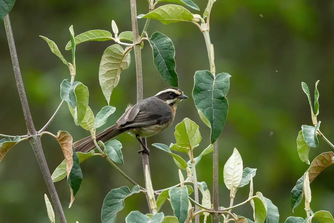 Plain-tailed warbling finch (Microspingus alticola) Quillimbash, Cajamarca, Peru. Apr 27, 2022 Fall,Geotagged,Microspingus alticola,Peru,Plain-tailed warbling finch