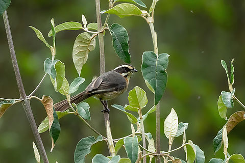 Plain-tailed warbling finch (Microspingus alticola) Quillimbash, Cajamarca, Peru. Apr 27, 2022 Fall,Geotagged,Microspingus alticola,Peru,Plain-tailed warbling finch