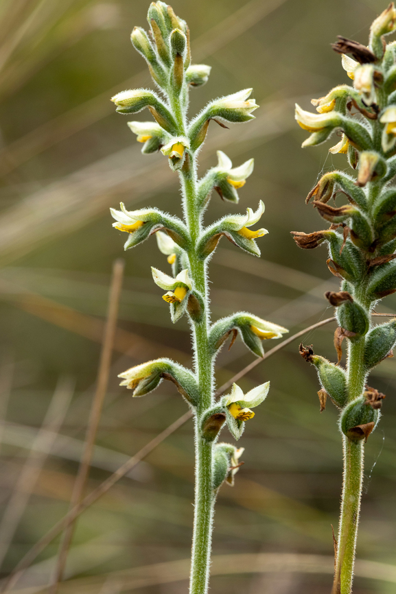 Gomphichis macbridei (Orchidaceae) Quillimbash, Cajamarca, Peru. Apr 27, 2022 Fall,Geotagged,Gomphichis macbridei,Peru