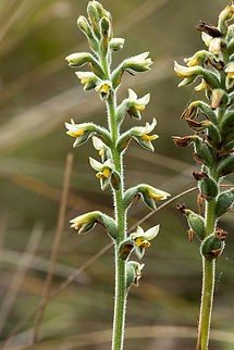 Gomphichis macbridei (Orchidaceae) Quillimbash, Cajamarca, Peru. Apr 27, 2022 Fall,Geotagged,Gomphichis macbridei,Peru