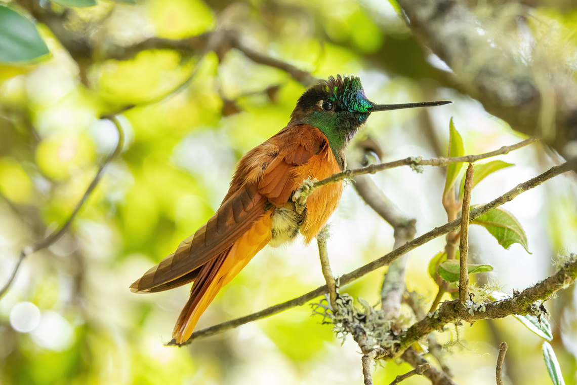 Rainbow starfrontlet (Coeligena iris) Quillimbash, Cajamarca, Peru. Apr 27, 2022 Coeligena iris,Fall,Geotagged,Peru,Rainbow starfrontlet
