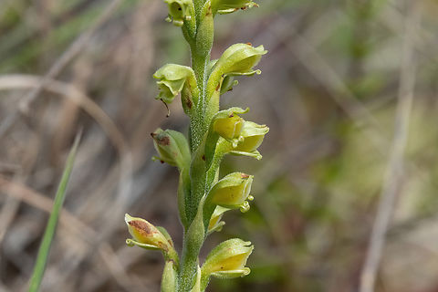 Stenoptera peruviana