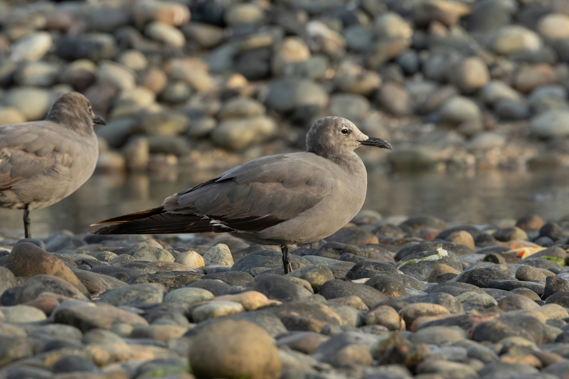 Grey gull (Leucophaeus modestus) Paracas, Ica, Peru. Mar 20, 2022 Geotagged,Grey gull,Leucophaeus modestus,Peru,Summer