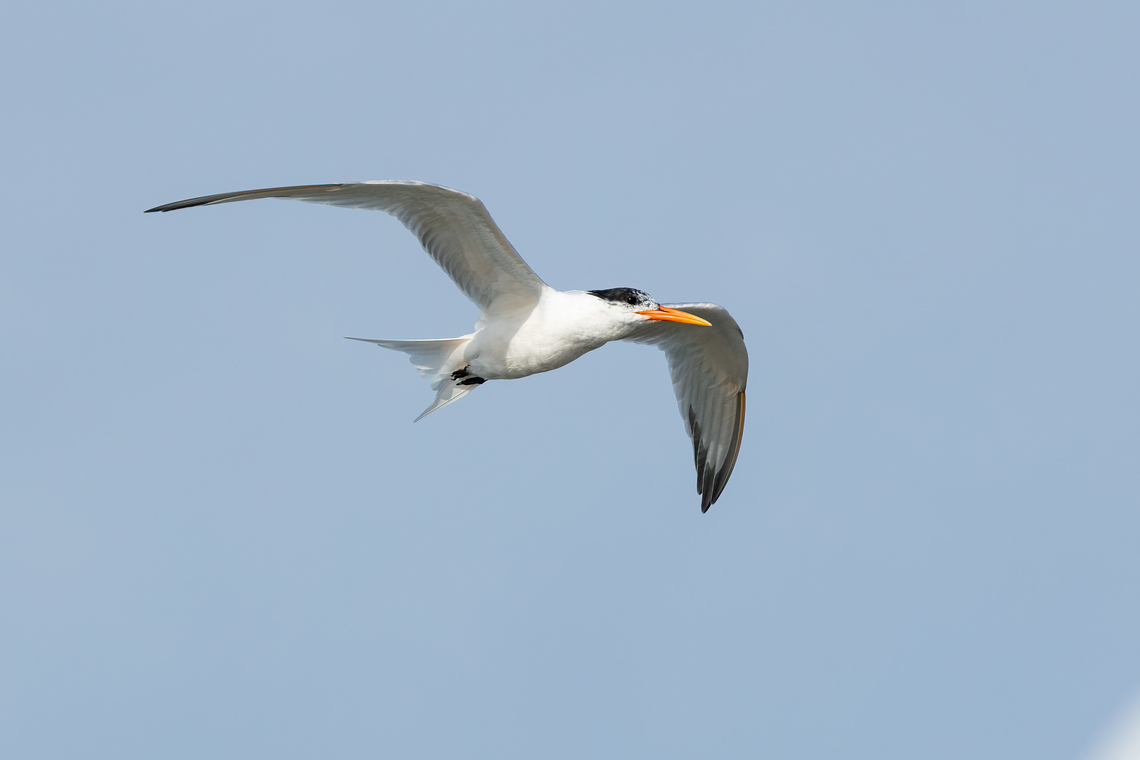 Elegant tern (Thalasseus elegans) Paracas, Ica, Peru. Mar 20, 2022 Elegant tern,Geotagged,Peru,Summer,Thalasseus elegans