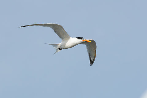 Elegant tern (Thalasseus elegans) Paracas, Ica, Peru. Mar 20, 2022 Elegant tern,Geotagged,Peru,Summer,Thalasseus elegans