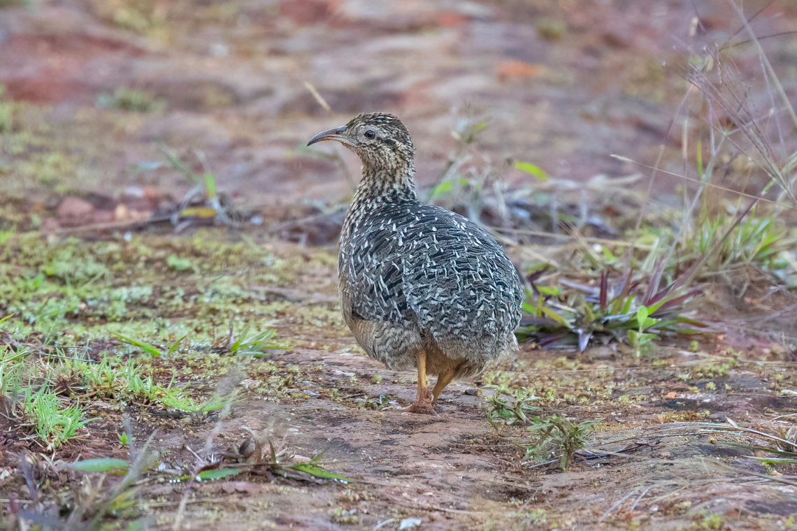 Curve-billed tinamou (Nothoprocta curvirostris) Amazilia Bioreserva, Amazonas, Peru. May 9, 2022 Curve-billed tinamou,Fall,Geotagged,Nothoprocta curvirostris,Peru