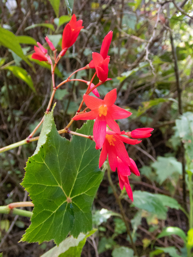 Begonia monadelpha (Begoniaceae) Amazilia Bioreserva, Amazonas, Peru. May 9, 2022 Begonia monadelpha,Fall,Geotagged,Peru