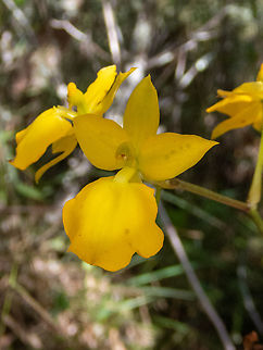 Mustache Cyrtochilum Amazilia Bioreserva, Amazonas, Peru. May 9, 2022 Cyrtochilum mystacinum,Fall,Geotagged,Mustache Cyrtochilum,Peru