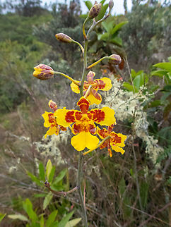 Vitekorchis excavata