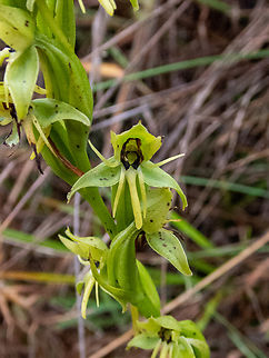 Habenaria gollmeri (Orchidaceae) Amazilia Bioreserva, Amazonas, Peru. Apr 30, 2022 Fall,Geotagged,Gollmer's Habenaria,Habenaria gollmeri,Peru