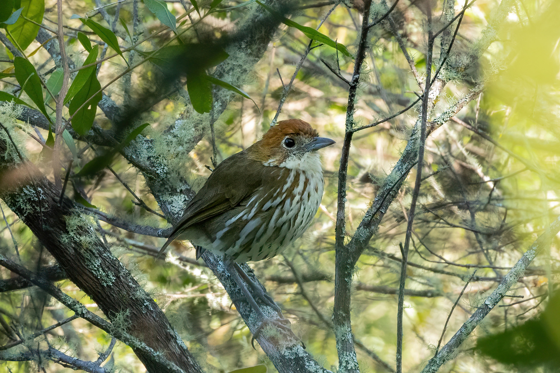 Chestnut-crowned antpitta (Grallaria ruficapilla) Amazilia Bioreserva, Amazonas, Peru. May 3, 2022 Chestnut-crowned antpitta,Fall,Geotagged,Grallaria ruficapilla,Peru