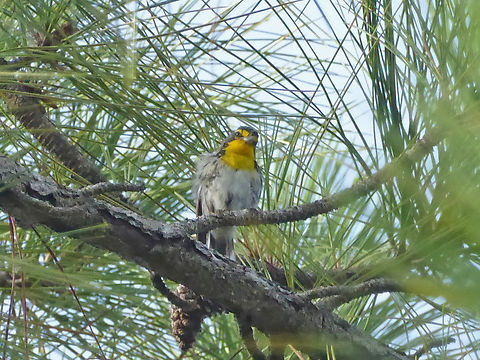 Grace's warbler (Setophaga graciae) Crooked Tree, Belize. Jul 24, 2017 Belize,Geotagged,Grace's warbler,Setophaga graciae,Summer
