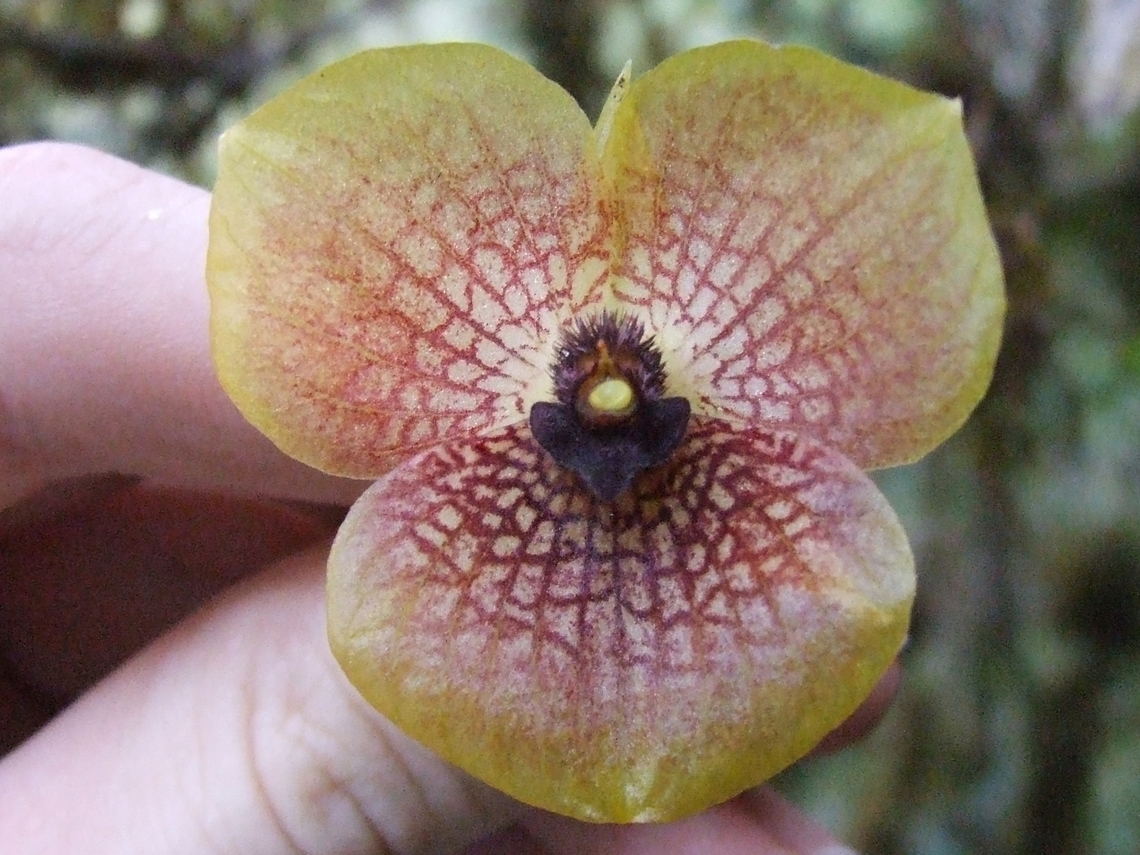 Telipogon thomasii (Orchidaceae) Ecuador. Jul 27, 2006 Ecuador,Geotagged,Telipogon thomasii,Winter