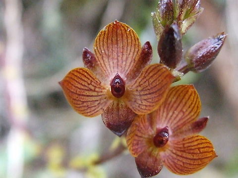 Telipogon venustus