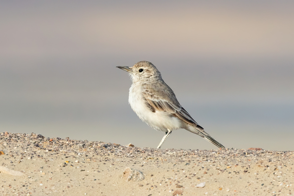 Coastal miner (Geositta peruviana) Paracas, Peru. Mar 21, 2022 Coastal miner,Fall,Geositta peruviana,Geotagged,Peru