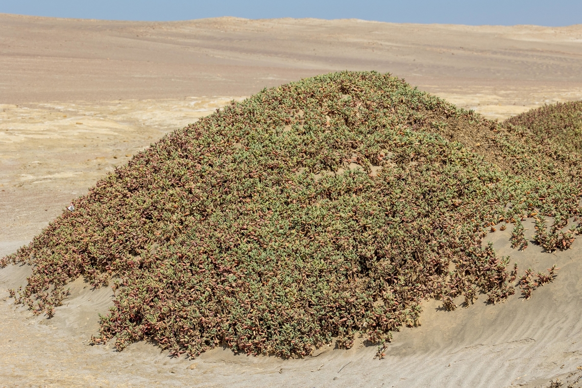 Sea purslane (Sesuvium portulacastrum) Paracas, Peru. Mar 21, 2022 Fall,Geotagged,Peru,Sesuvium portulacastrum,Shoreline purslane