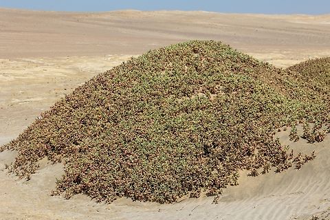 Sea purslane (Sesuvium portulacastrum) Paracas, Peru. Mar 21, 2022 Fall,Geotagged,Peru,Sesuvium portulacastrum,Shoreline purslane