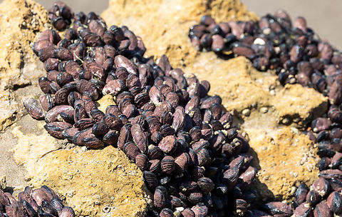 Purple peruvian mussel (Perumytilus purpuratus) Reserva de Paracas, Ica, Peru. Mar 21, 2022 Fall,Geotagged,Peru,Perumytilus,Perumytilus purpuratus