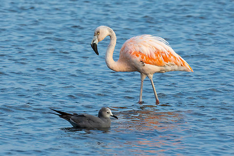 Chilean flamingo (Phoenicopterus chilensis) Reserva de Paracas, Ica, Peru. Mar 21, 2022 Chilean flamingo,Fall,Geotagged,Peru,Phoenicopterus chilensis