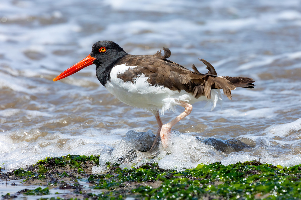American Oystercatcher (Haematopus palliatus) Reserva de Paracas, Ica, Peru. Mar 21, 2022 American Oystercatcher,Fall,Geotagged,Haematopus palliatus,Peru
