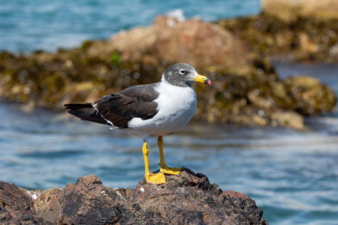 Belcher's gull (Larus belcheri) Reserva de Paracas, Ica, Peru. Mar 21, 2022 Belchers gull,Fall,Geotagged,Larus belcheri,Peru