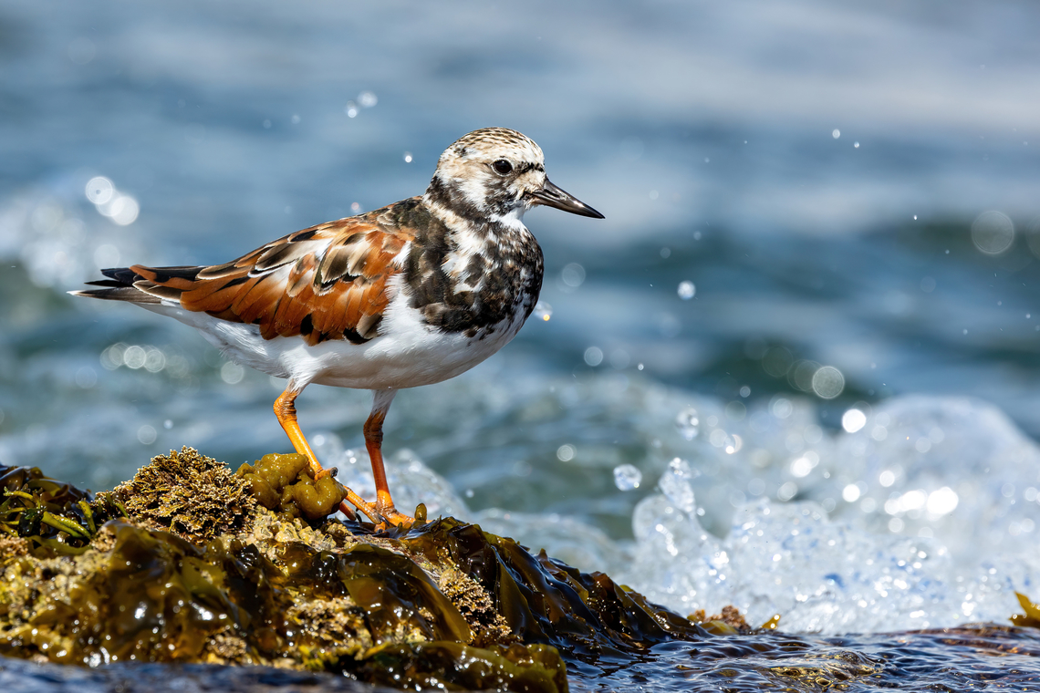 Ruddy Turnstone (Arenaria interpres) Reserva de Paracas, Ica, Peru. Mar 21, 2022 Arenaria interpres,Fall,Geotagged,Peru,Ruddy Turnstone