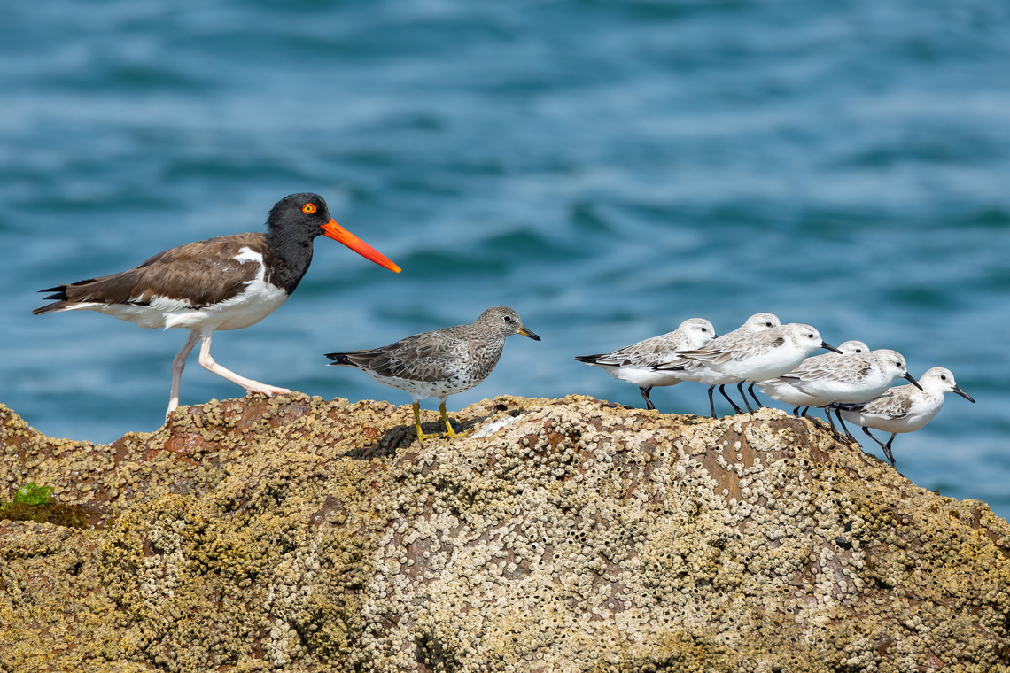 Cousins of the rocky shores (Sanderlings, Surfbird, American Oystercatcher) Reserva de Paracas, Ica, Peru. Mar 21, 2022 Calidris alba,Fall,Geotagged,Peru,Sanderling