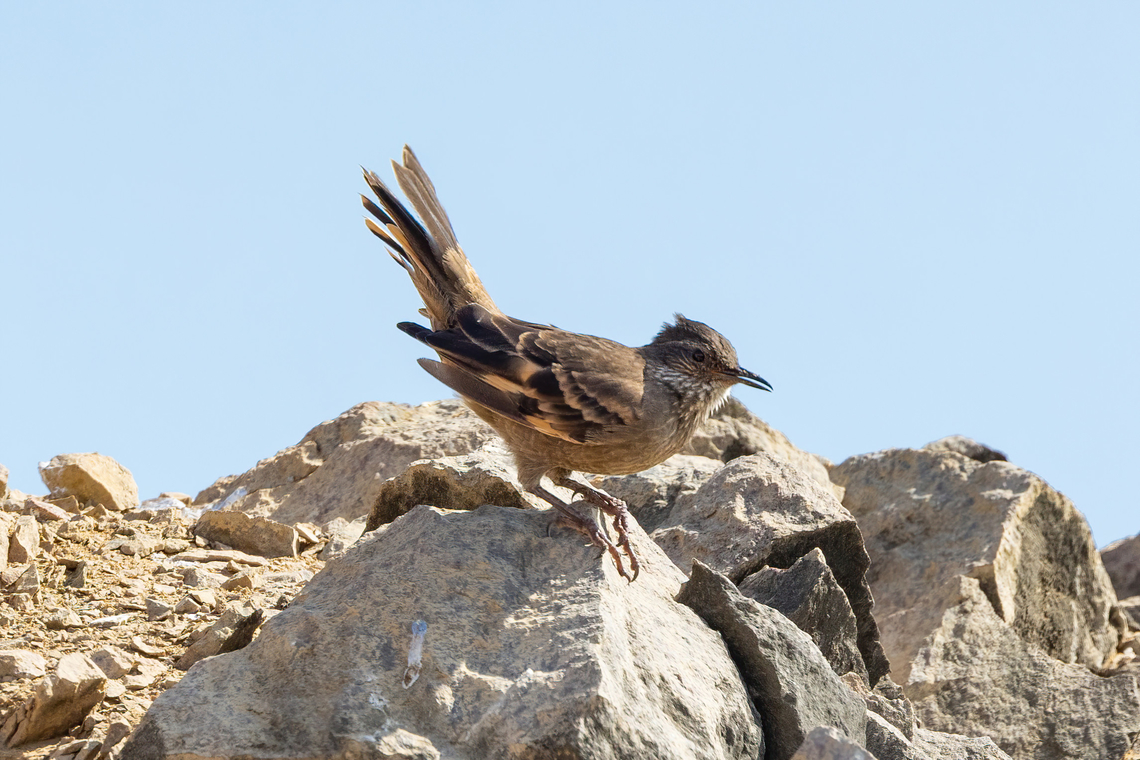 Surf cinclodes (Cinclodes taczanowskii) Reserva de Paracas, Ica, Peru. Mar 21, 2022 Cinclodes taczanowskii,Fall,Geotagged,Peru,Peruvian seaside cinclodes