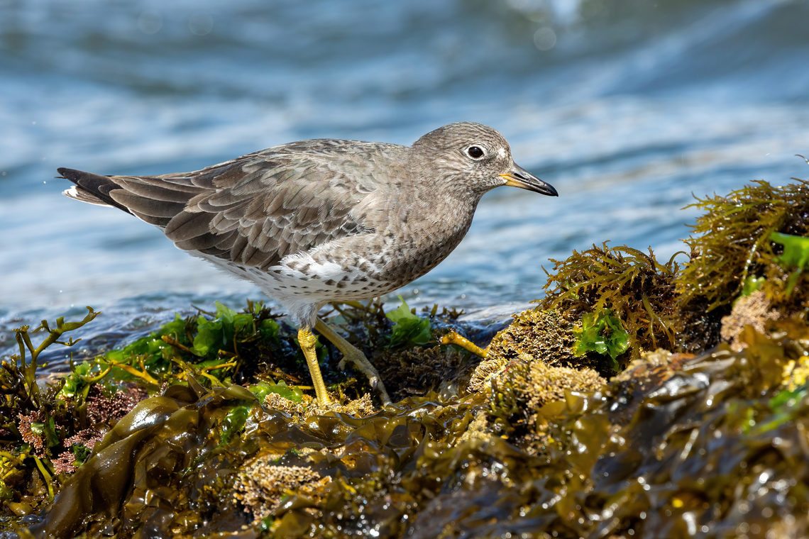 Surfbird (Calidris virgata) Reserva de Paracas, Ica, Peru. Mar 21, 2022 Calidris virgata,Fall,Geotagged,Peru,Surfbird