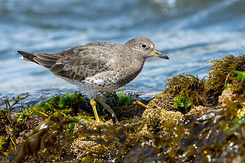Surfbird (Calidris virgata) Reserva de Paracas, Ica, Peru. Mar 21, 2022 Calidris virgata,Fall,Geotagged,Peru,Surfbird