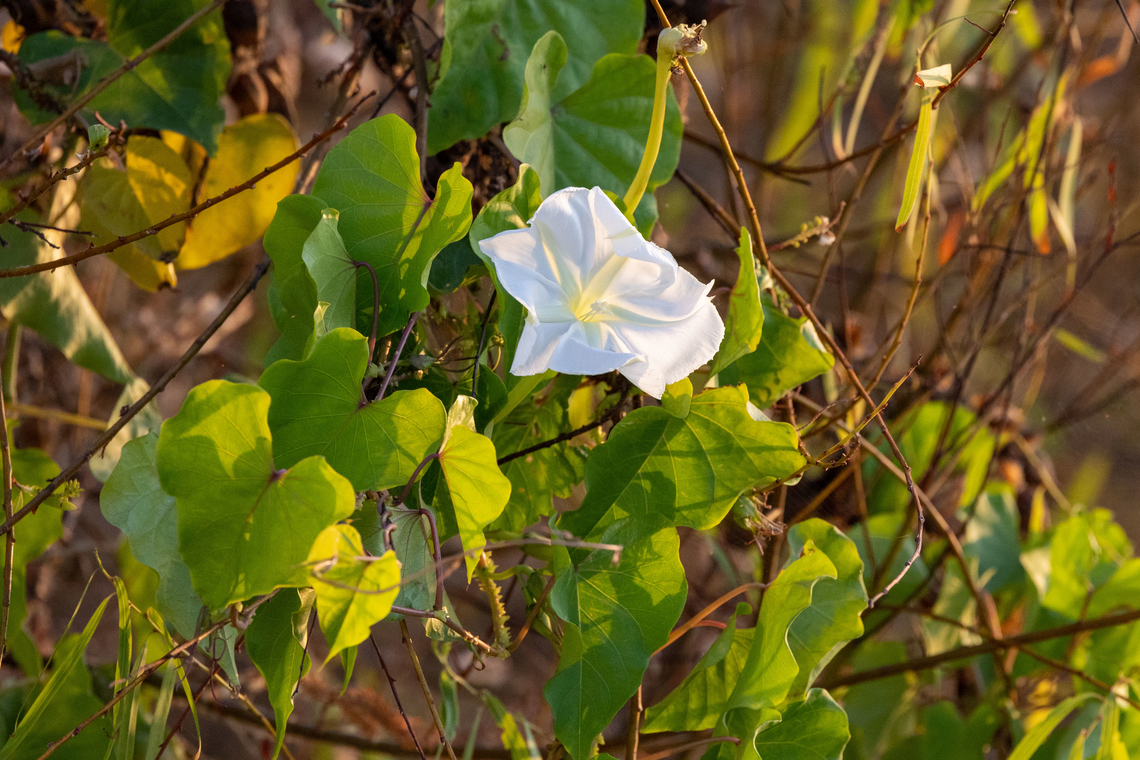 Moonflower (Ipomoea alba) Rio Camana, Arequipa, Peru. Mar 25, 2022 Fall,Geotagged,Ipomoea alba,Moonflower,Peru