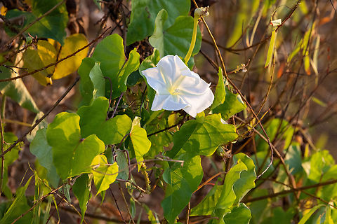 Moonflower (Ipomoea alba) Rio Camana, Arequipa, Peru. Mar 25, 2022 Fall,Geotagged,Ipomoea alba,Moonflower,Peru