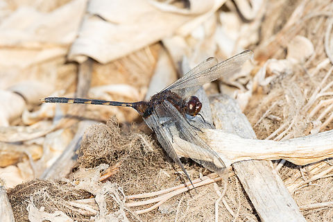 Pin-tailed pondhawk (Erythemis plebeja) Rio Camana, Arequipa, Peru. Mar 25, 2022 Erythemis plebeja,Fall,Geotagged,Peru,Pin-tailed pondhawk