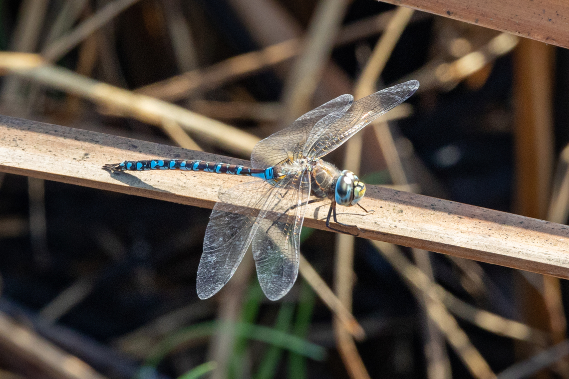 Rhionaeschna elsia (Aeshnidae) Rio Camana, Arequipa, Peru. Mar 25, 2022 Fall,Geotagged,Peru,Rhionaeschna elsia