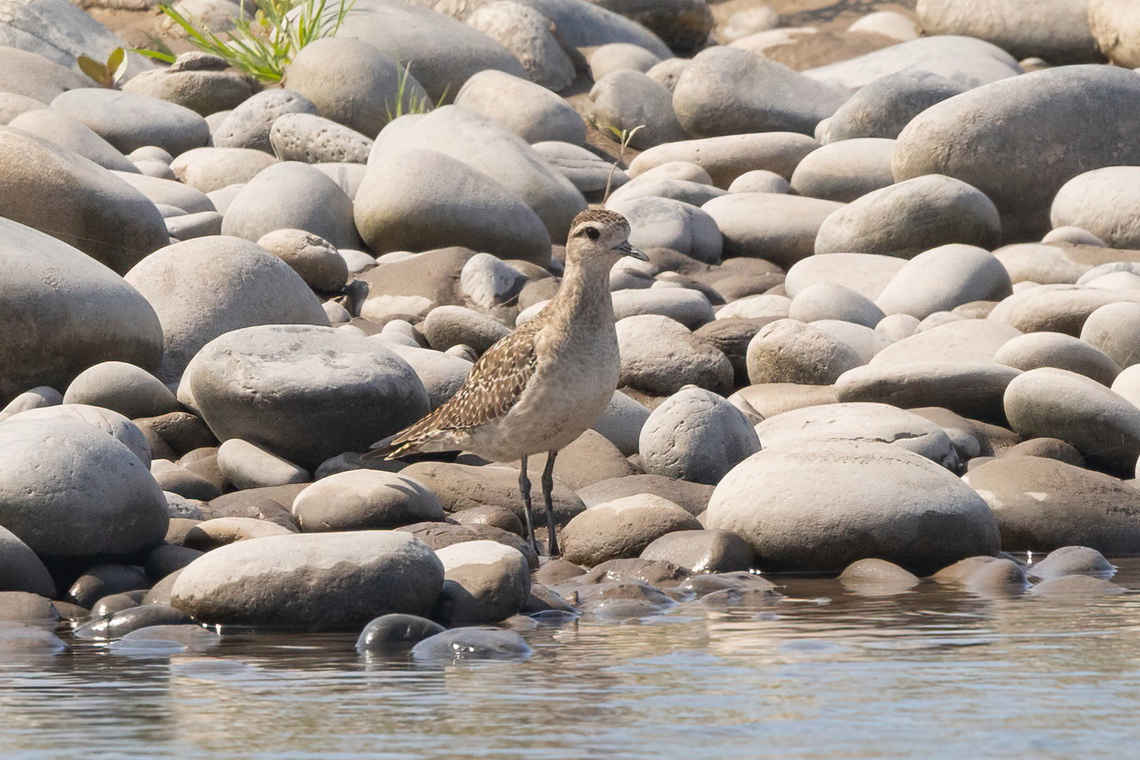 American golden plover (Pluvialis dominica) Rio Camana, Arequipa, Peru. Mar 25, 2022 American golden plover,Fall,Geotagged,Peru,Pluvialis dominica