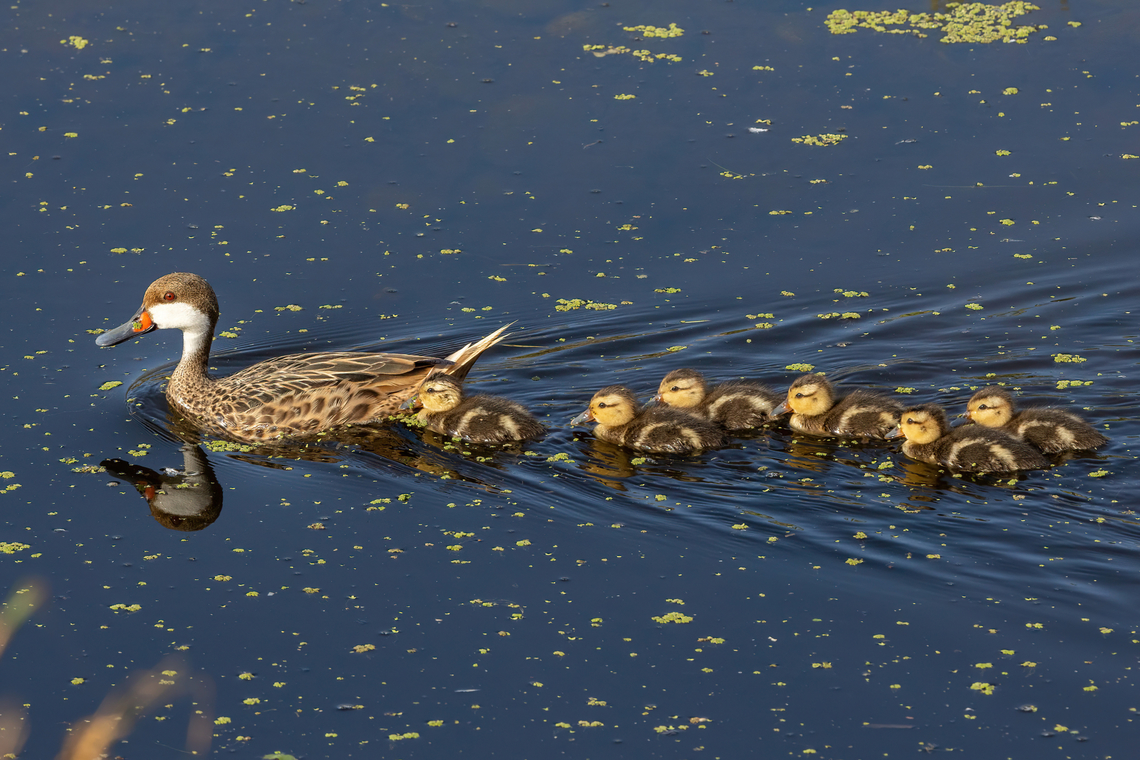 White-cheeked pintail family (Anas bahamensis) Rio Camana, Arequipa, Peru. Mar 25, 2022 Anas bahamensis,Fall,Geotagged,Peru,White-cheeked pintail