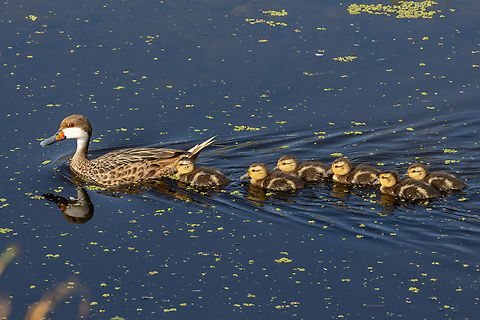 White-cheeked pintail