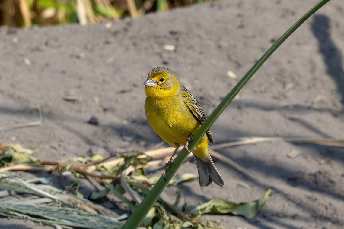 Grassland yellow finch (Sicalis luteola) Pucch&uacute;n, Arequipa, Peru. Mar 24, 2022 Fall,Geotagged,Grassland yellow finch,Peru,Sicalis luteola