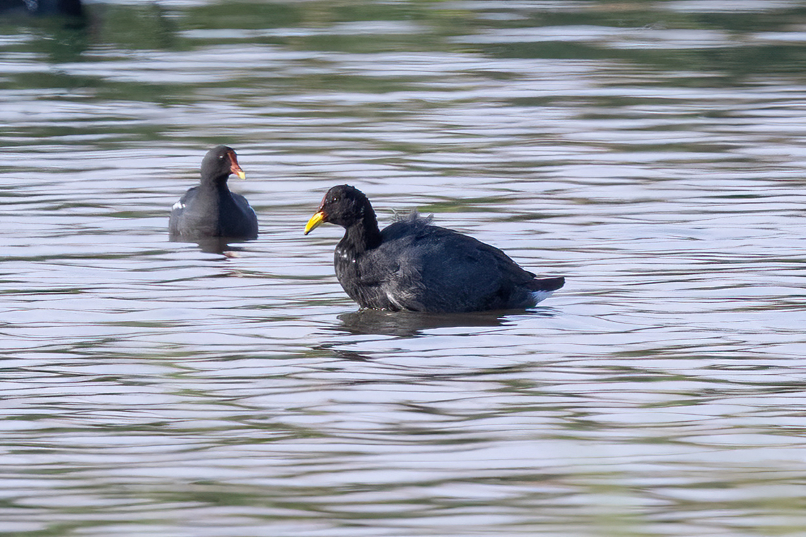 Red-fronted coot (Fulica rufifrons) Pucch&uacute;n, Arequipa, Peru. Mar 24, 2022 Fall,Fulica rufifrons,Geotagged,Peru,Red-fronted coot