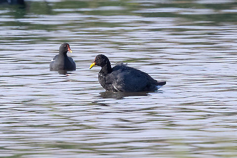 Red-fronted coot (Fulica rufifrons) Pucch&uacute;n, Arequipa, Peru. Mar 24, 2022 Fall,Fulica rufifrons,Geotagged,Peru,Red-fronted coot