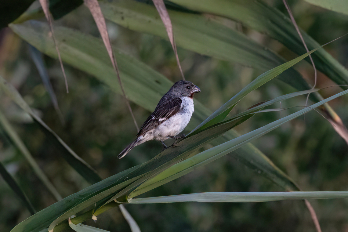 Chestnut-throated seedeater (Sporophila telasco) Pucch&uacute;n, Arequipa, Peru. Mar 24, 2022 Chestnut-throated seedeater,Fall,Geotagged,Peru,Sporophila telasco