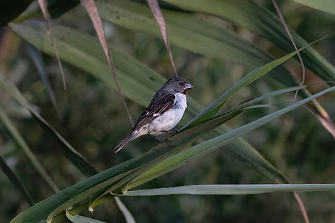 Chestnut-throated seedeater (Sporophila telasco) Pucch&uacute;n, Arequipa, Peru. Mar 24, 2022 Chestnut-throated seedeater,Fall,Geotagged,Peru,Sporophila telasco