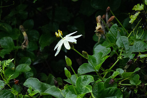 Passiflora peduncularis (Passifloraceae) San Jeronimo de Surco, Lima, Peru. Mar 13, 2022 Geotagged,Passiflora peduncularis,Peru,Summer