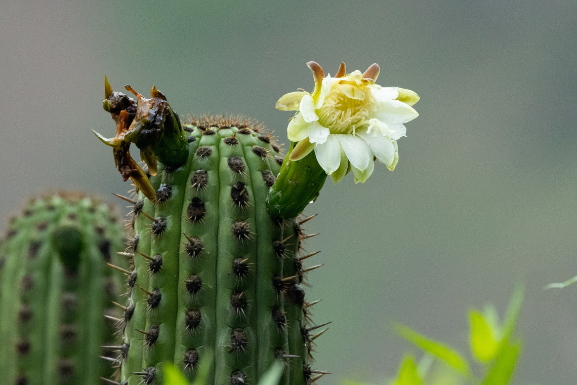 Haageocereus acranthus (Cactaceae) San Jeronimo de Surco, Lima, Peru. Mar 13, 2022 Geotagged,Haageocereus acranthus,Peru,Summer