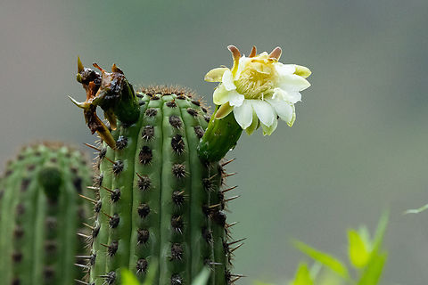 Haageocereus acranthus