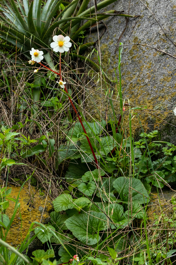 Begonia octopetala (Begoniaceae) San Jeronimo de Surco, Lima, Peru. Mar 13, 2022 Begonia octopetala,Geotagged,Peru,Summer